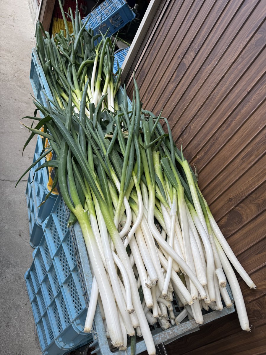 ネギ大好き。 近いなら買いたいよ🥹