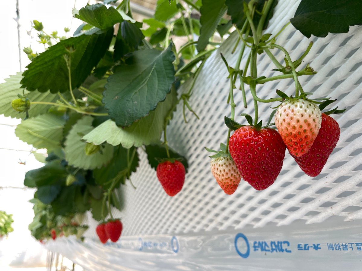 姪っ子たちと、久我山のICHIGO HOUSEへ。こんな都心でいちご狩りができるなんて。予約なしで、ふらっと行ける気軽さがいい☺️
駅前の神田川沿いの緑道も、きもちよかったな。