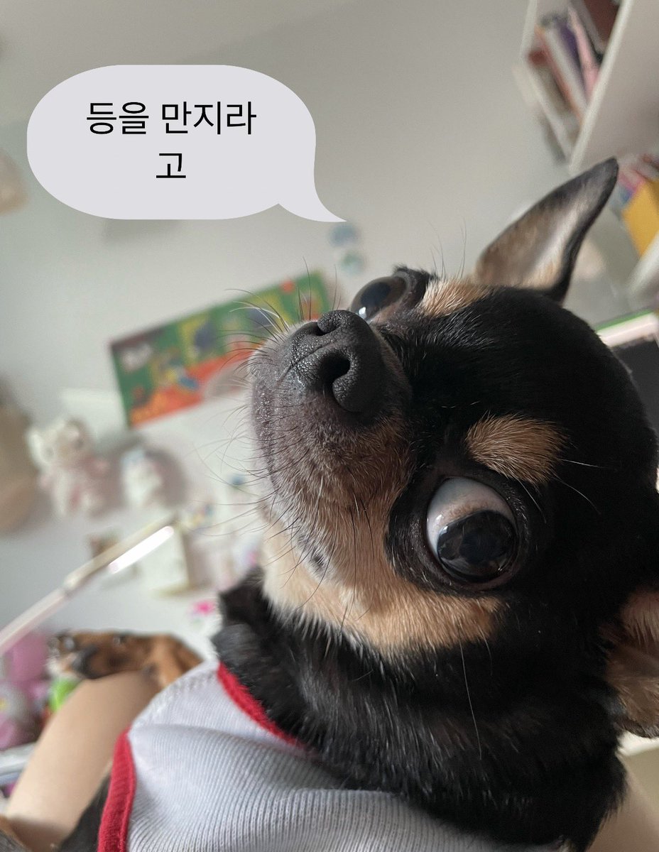 저희집 보름이 한달하고도 며칠 더 아프다가 오늘 강아지별로 갔어요 다행히 병원이 아닌 제 품에서 안겨있다 갔어요 잠깐씩이라도 잘 가라고 조금만 빌어주세요 혼자 보내기에 너무너무 작고.. 너무너무 걱정돼서 어떻게 방법을 모르겠어요