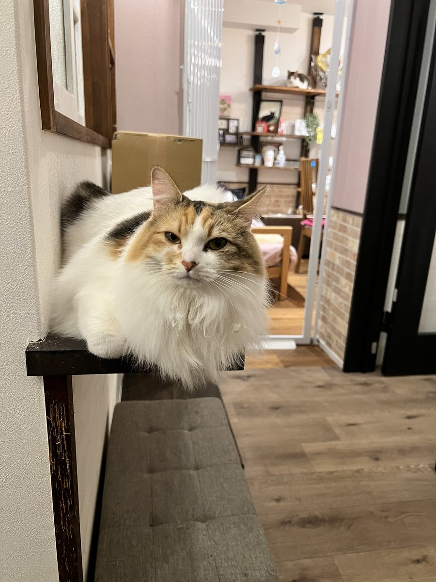 焚火クリエイター、今日はみけおさんと一緒に保護猫カフェに行って来ました🐱✨可愛くて癒されてきました‼️