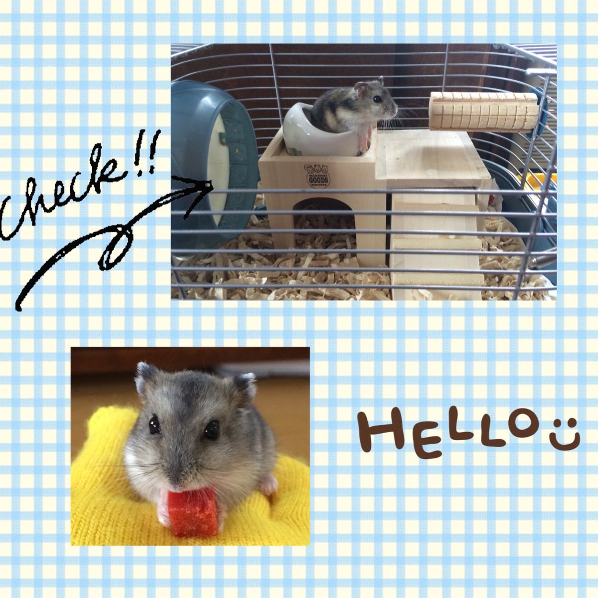 ライブ写真「5」 Twitterでハムスターの写真がよく流れてくるので便乗！ 小5〜中1の頃に