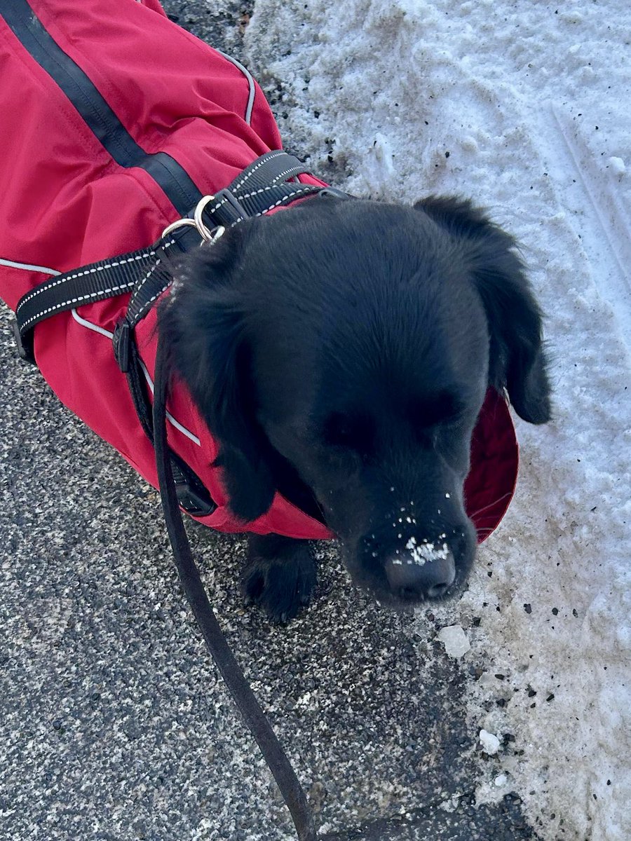 LissyLabrakel's tweet image. Schneenase? Keine Ahnung wen Du hier meinst… 🤭