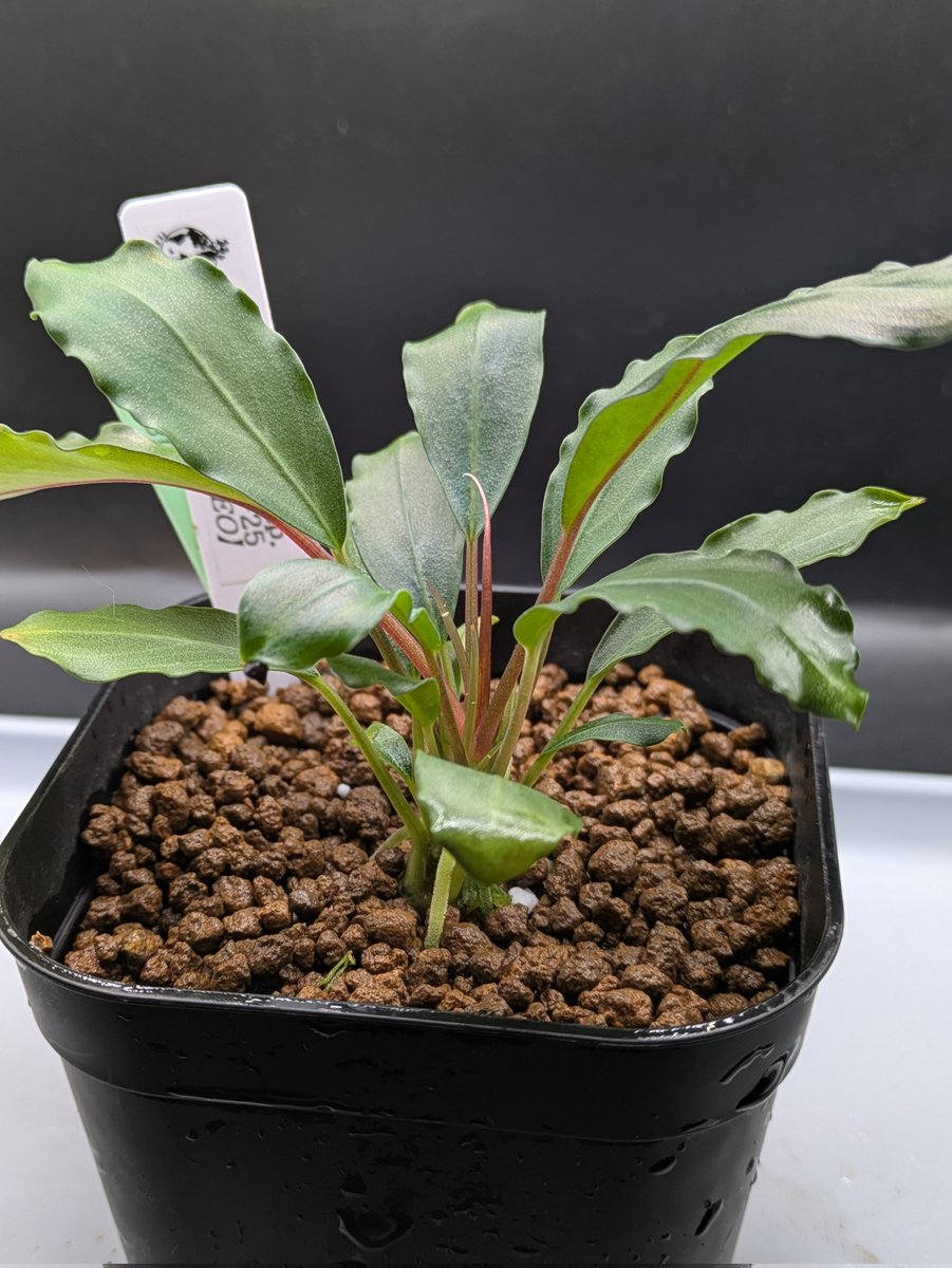 Kei@ (@keiponaQua) / Posts / X