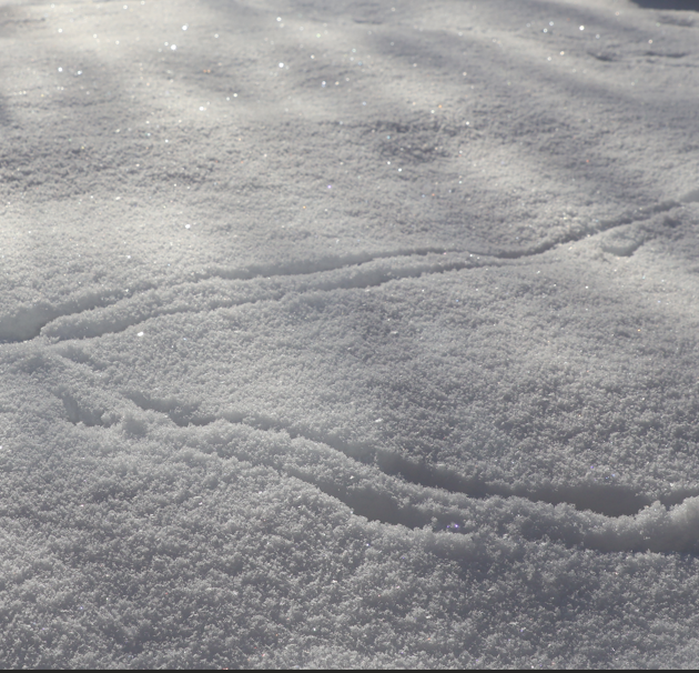Winterregen –
angespannt wartet die Kiefer
auf den Schnee.
___
Matsuo Bashō