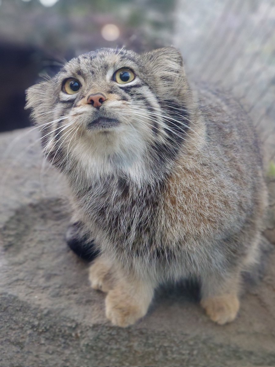 tamagorolev0820's tweet image. オトはくりくりなお目めが印象的✨️✨️
神戸では可愛らしい姿をいっぱい見せてくれてありがとう😺🐾✨️
埼玉にも必ず会いにいくね☺️

#神戸どうぶつ王国
#マヌルネコ
#オト