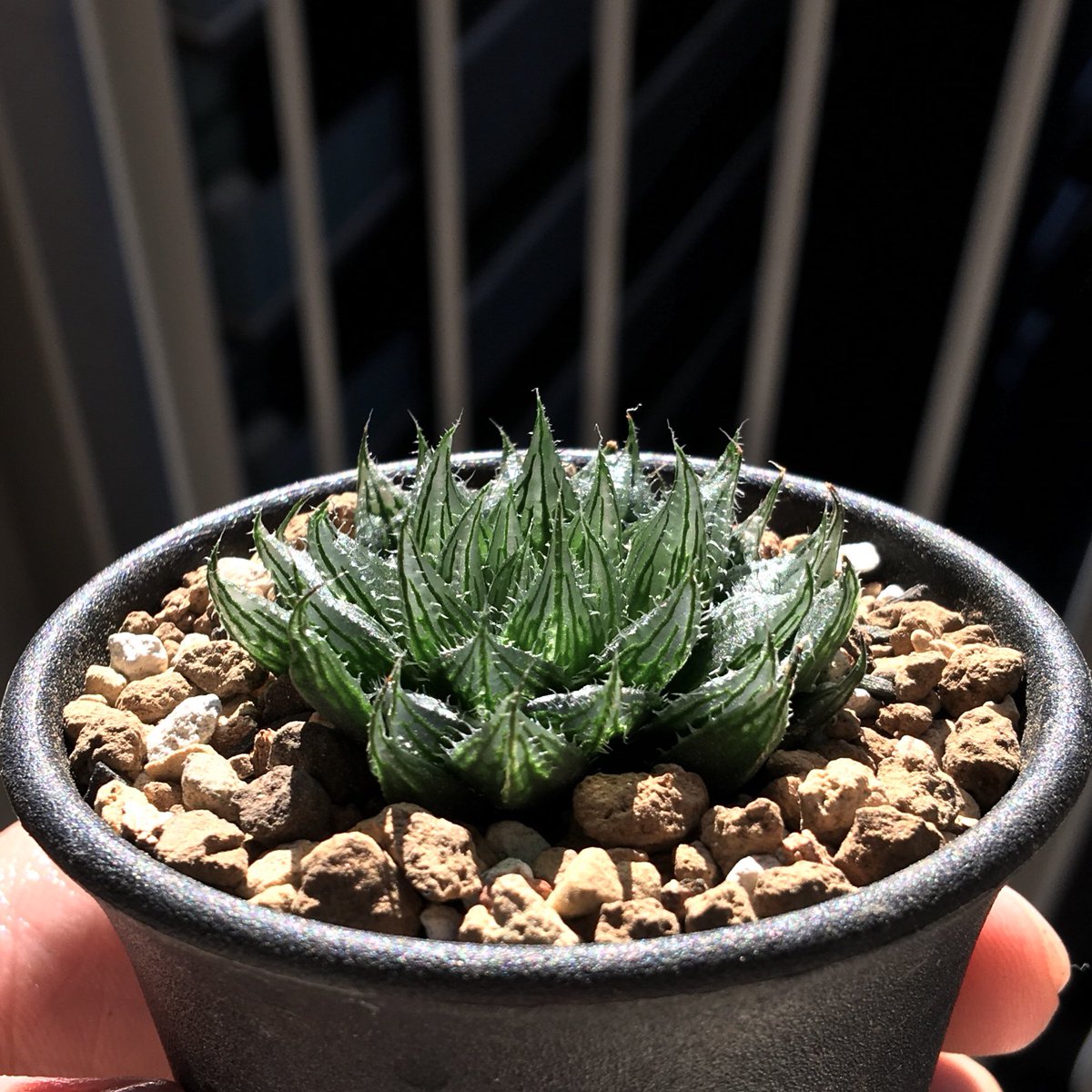 キネ@CrystalPlants (@crystalplants23) / Posts / X