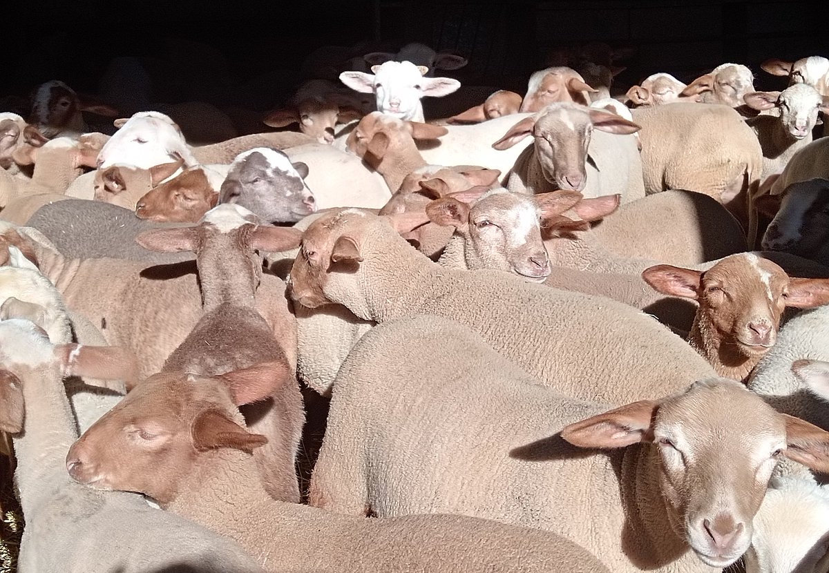 xaiecologic's tweet image. No heu d'apostar per la ramaderia tradicional d'aquest país només per fer-nos caritat.
Com a qualitat de la carn no tenim rival que valgui.
Bones praxis ramaderes, sostenibilitat ambiental, comerç just i de proximitat, justícia social..
Això som!
Som-hi!
#LaXaiada
#Fardant