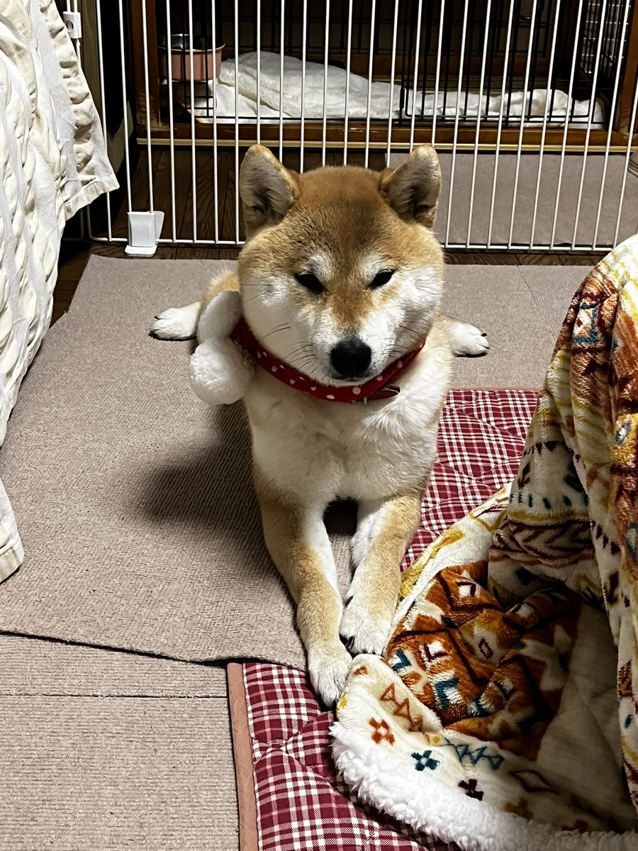 しばけん 柴犬こめ1歳 (@shibainukome) / Highlights / X