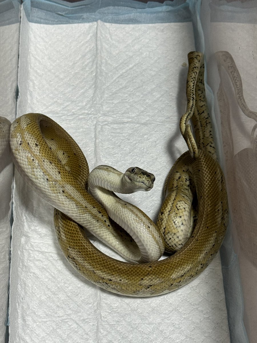 あんでぃ35 tweet media