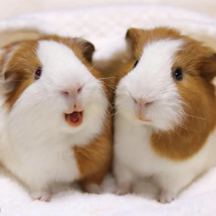 히메 (@sep9thkkyu) on Twitter photo 