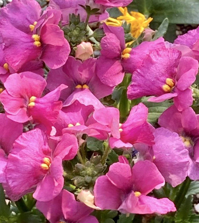 ひとつ契約している会社の打ち合わせ会議が3月にあるですって

その頃には元気になってるかな🌸
もう少し暖かくなってるかな🌸

 #こんばんは