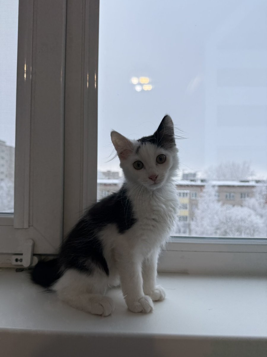 popova2099's tweet photo. Знакомьтесь, это Симба😼
И теперь он будет жить с нами https://t.co/Suteg7F70q
