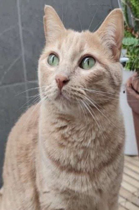 Gat perdut a #Calella (entre el c/ Balmes i la pl. Catalunya). Es diu TORA, està esterilitzat i té 3 anys. És molt bo i carinyós, i no porta collar, si el veus > 671 26 33 99 #xarxabarcelonaperduts #gràcies #maresme