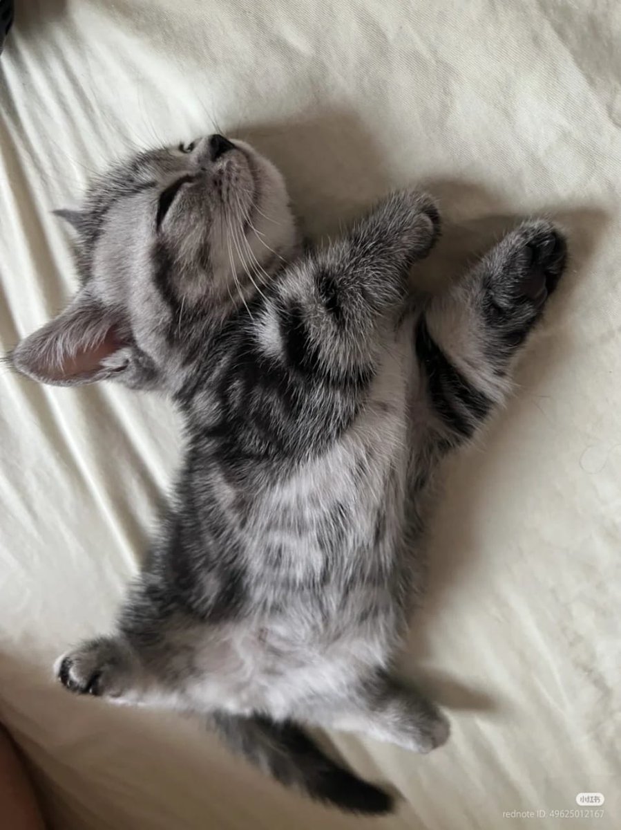 The Pets 𝕏 (@thepetsx) on Twitter photo 