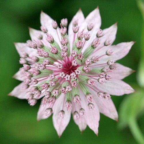 Astrantia. Astra Fund - цветы и растения из Голландии.