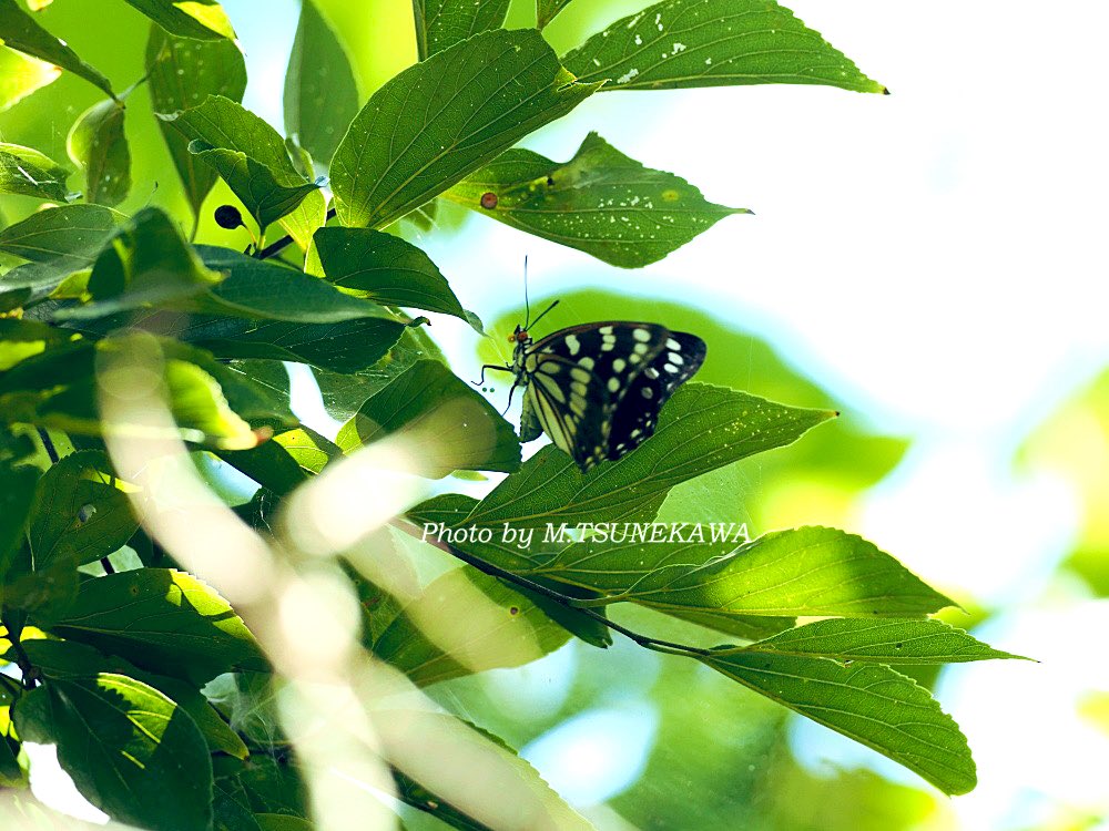 Photoinsect's tweet image. 昨年7月に産卵中のゴマダラチョウを撮ったうちの一枚ですが、クモの糸？に卵が２つ産みつけられていました。画面中央少し下の小さな丸いものが卵。
母蝶もクモの糸？に足掛けてる感じですが、このあと普通に飛び去りました。
綱渡りな産卵⁉︎
#ゴマダラチョウ