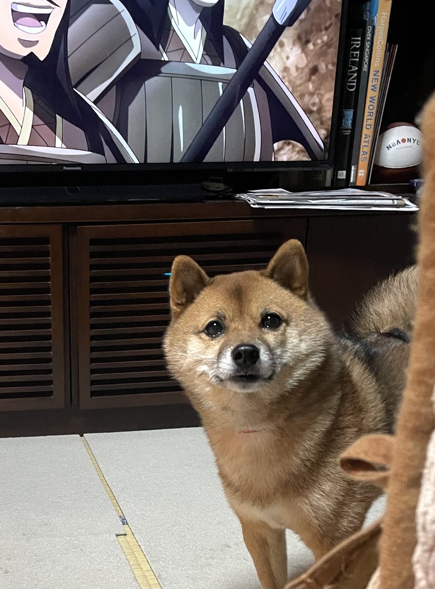 芝犬です。 豆柴🎾九十 (@rojiko7) / Posts / X