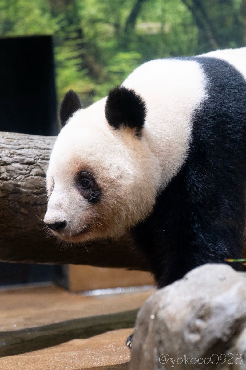 小さな蕾 世界の古美術、情報誌 月刊 小さな蕾の出版社 株式会社創樹社美術出版