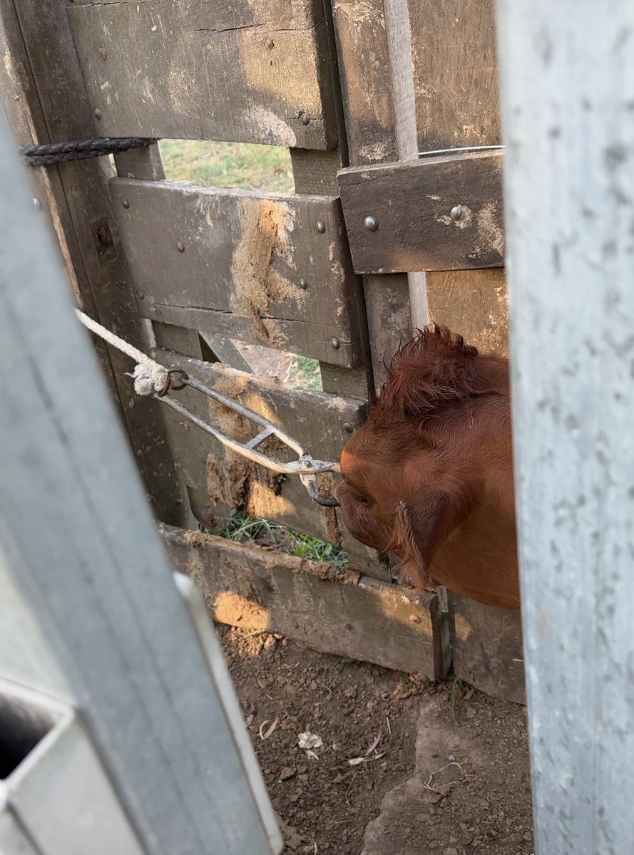 Labitori's tweet image. A ver los dres Rímolo