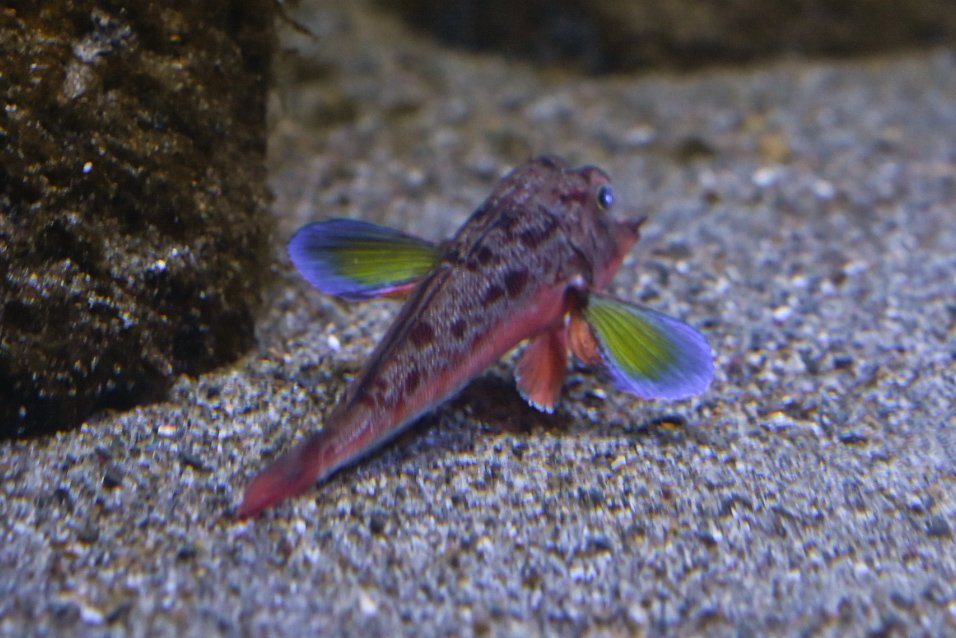 🐟YUMA🐟 (@yuma_sakana) / Posts / X