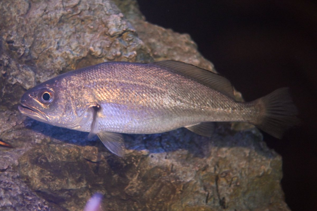 🐟YUMA🐟 (@yuma_sakana) / Posts / X