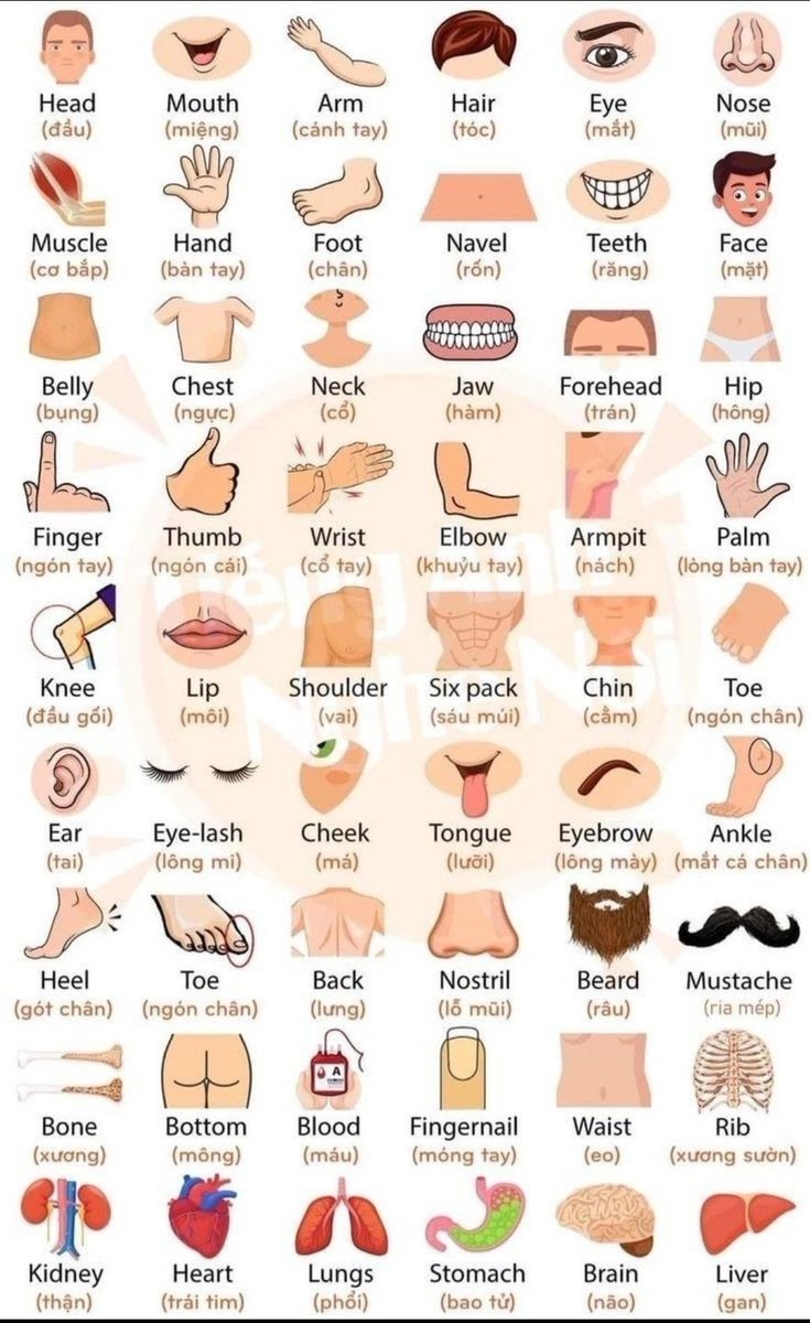 learnengquickly's tweet image. Body Parts.