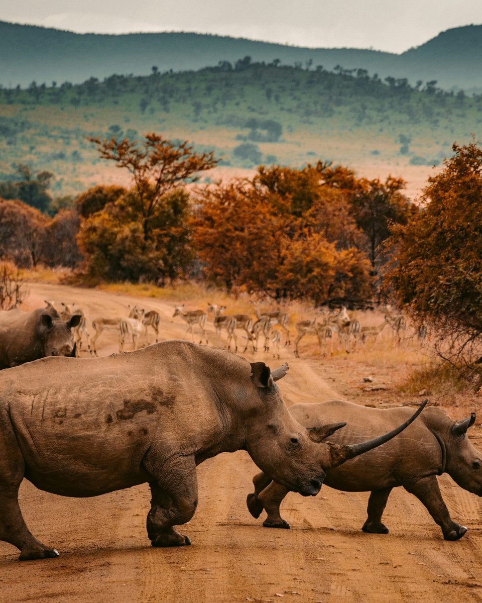 13amStudio's tweet image. Project 195 | Country 09

South Africa 🇿🇦

South Africa joined Project 195 as one of the most culturally layered and creatively influential countries represented so far.

Located at the southern tip of the African continent, South Africa is defined by contrast, across geography,…