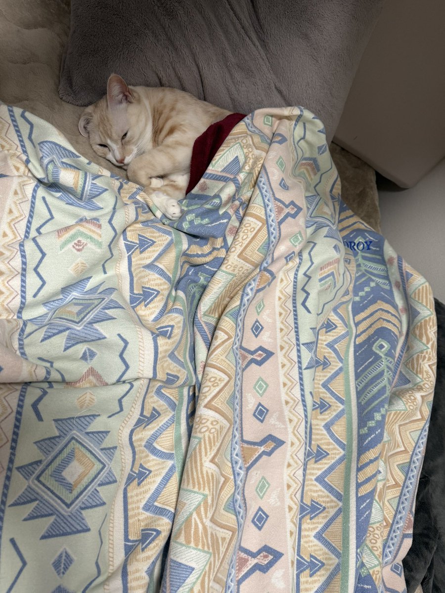 catcancute's tweet photo. 人間用のベットを我が物顔で占拠するアルさん

 #猫のいる暮らし𓏲𓎨 https://t.co/HKRf2D0r7p