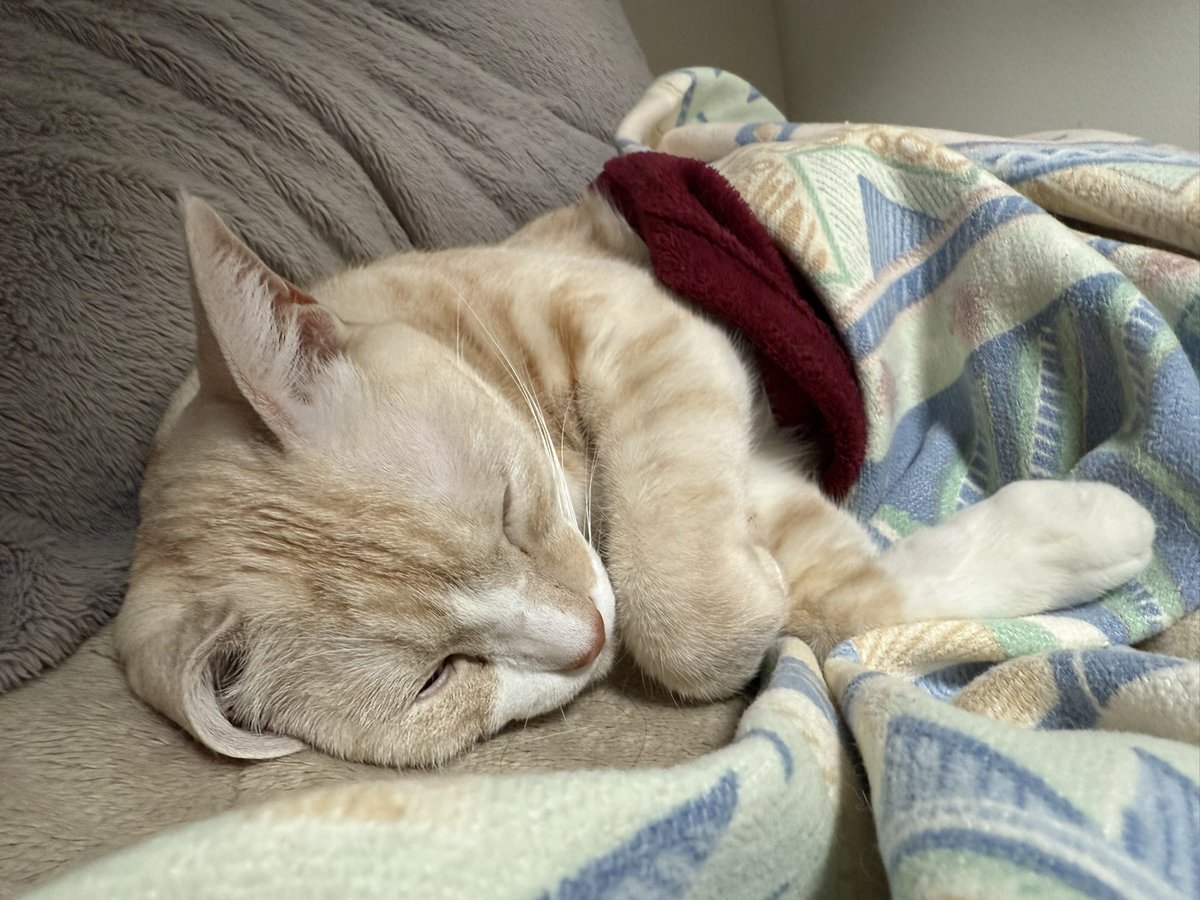 catcancute's tweet photo. 人間用のベットを我が物顔で占拠するアルさん

 #猫のいる暮らし𓏲𓎨 https://t.co/HKRf2D0r7p