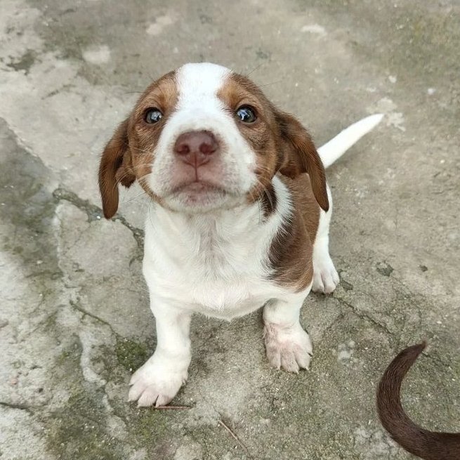 Nanetto bellissimo in cerca di casa 
♥️♥️🙏🏼🙏🏼‼️‼️🆘🆘🆘🆘🆘🆘🆘