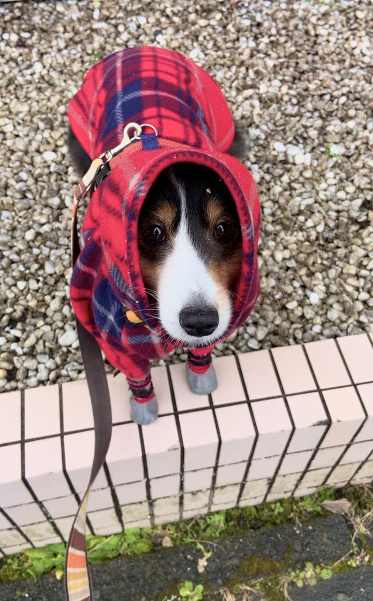 すれ違うマダムに
その子は何ていう犬？って聞かれる
シェットランドシープドッグ🐶✨