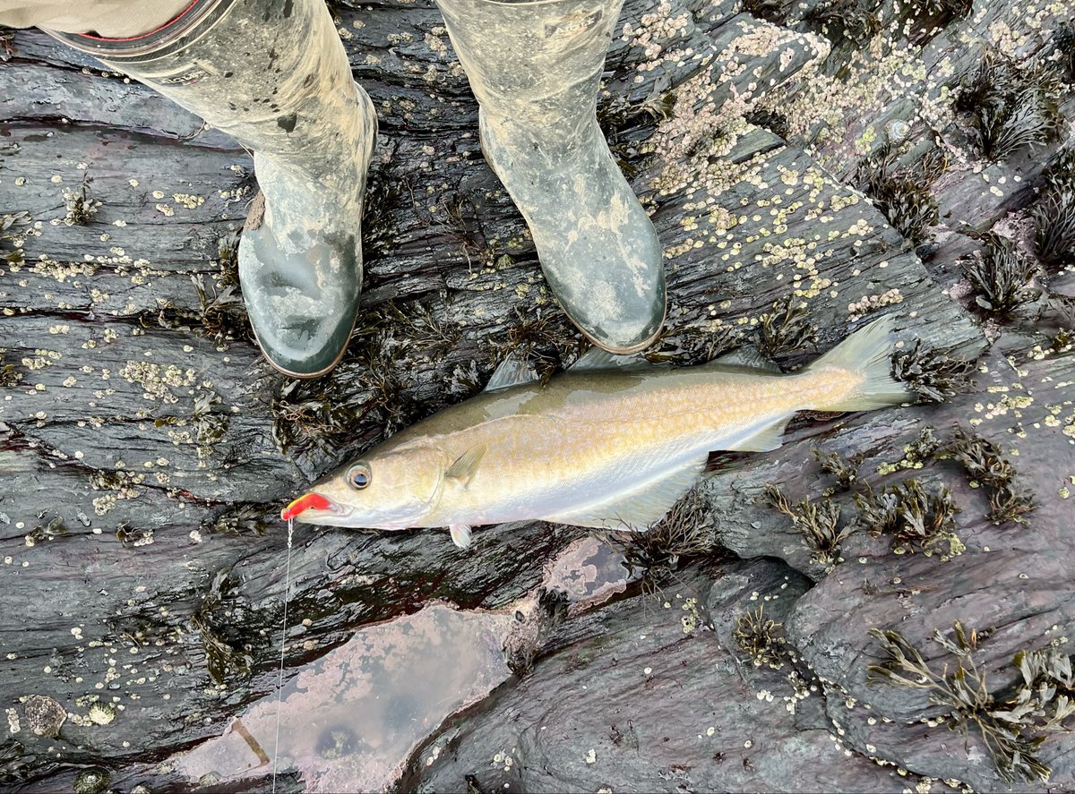Rock hopping down the Sound before the storm turned up , some nice fish the plate . 
#iom