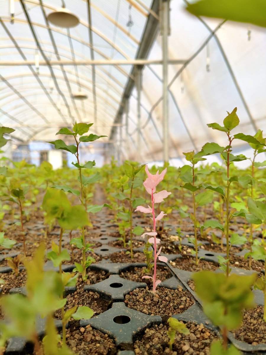 מעץ תפוחים לא יוצאים אגסים אבל אם תזרעו מספיק גוגואים פתאום יצמח לו משמש אחד לבקן או נכה או בעל צרכים מיוחדים אין לי מושג צ'ט טוען שימיו ספורים חבל אני דווקא בעדו