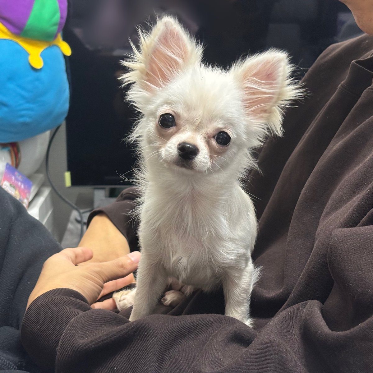 あんころもち様♡ありがとうございます♡ かわいいね、ありがとう