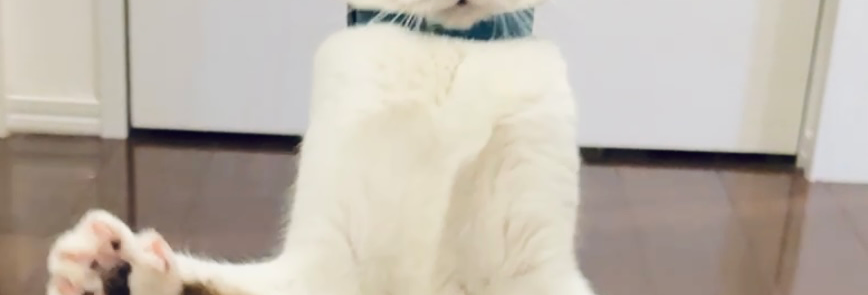 タップしたら縦に並ぶやつ、みんちゃんもちゃんとできてますか？