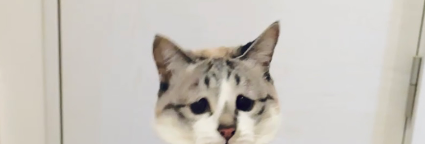 タップしたら縦に並ぶやつ、みんちゃんもちゃんとできてますか？