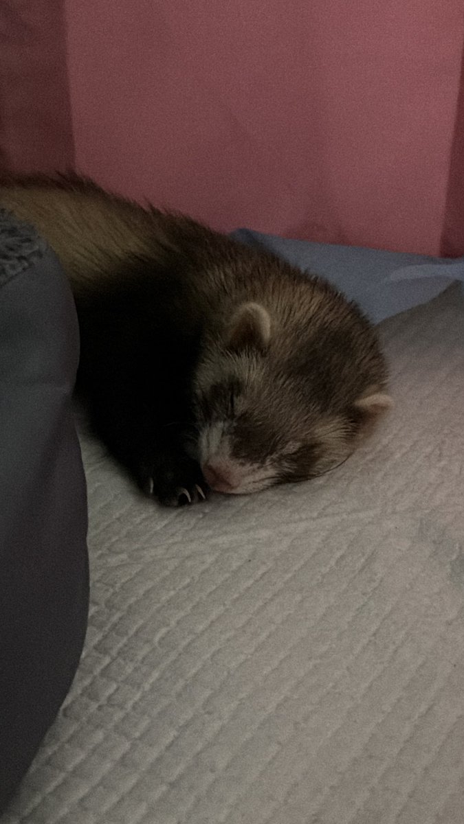 sunshine_ai02's tweet photo. Want to let go 3 months female ferret with fees. Include tent and bedding. Self pickup old klang road.

If interested can pm me or comment here. https://t.co/mVIykacV3S