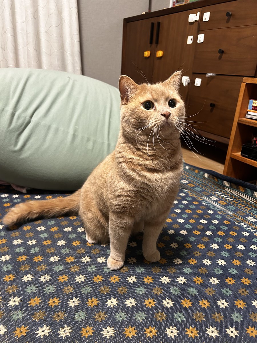 cat_unio's tweet photo. https://t.co/1cHdwDTKum