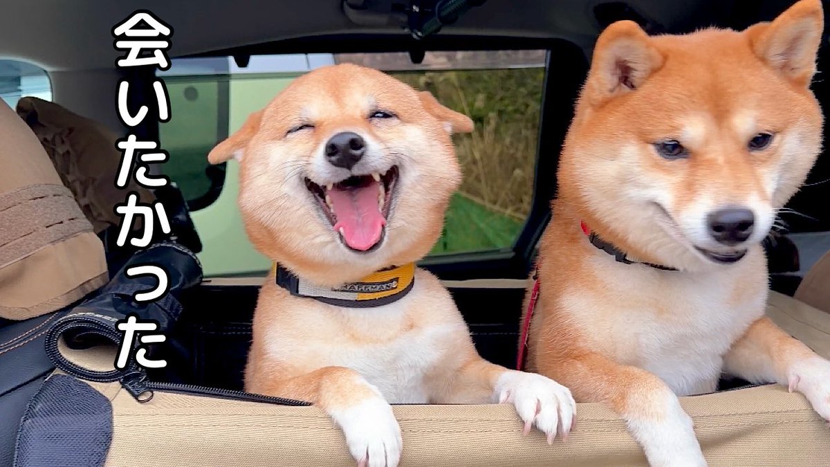 豆柴はなちゃん&まるちゃん (@hanachan_1111) / Posts / X