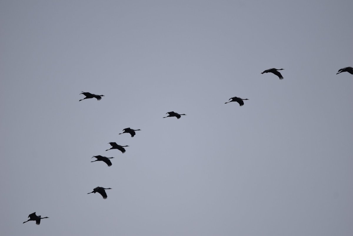 Dann doch lieber noch gen Süden fliegen... #Kranich #winter