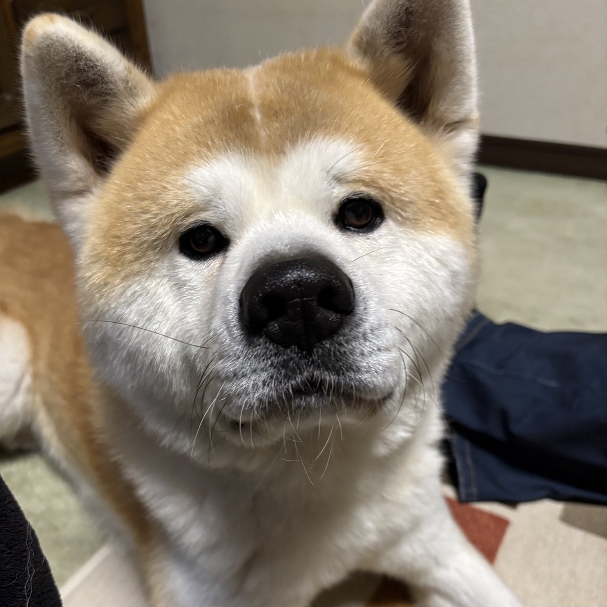 秋田犬のむう太🐶 (@muuuu0531) / Posts / X