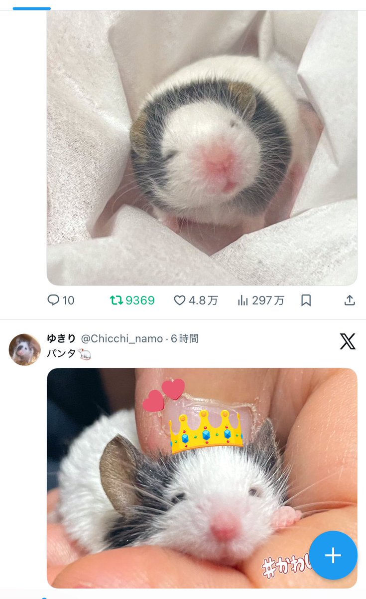 Chicchi_namo's tweet image. この並びにフフッとなる…
おとなになってもパンタはパンタやな…