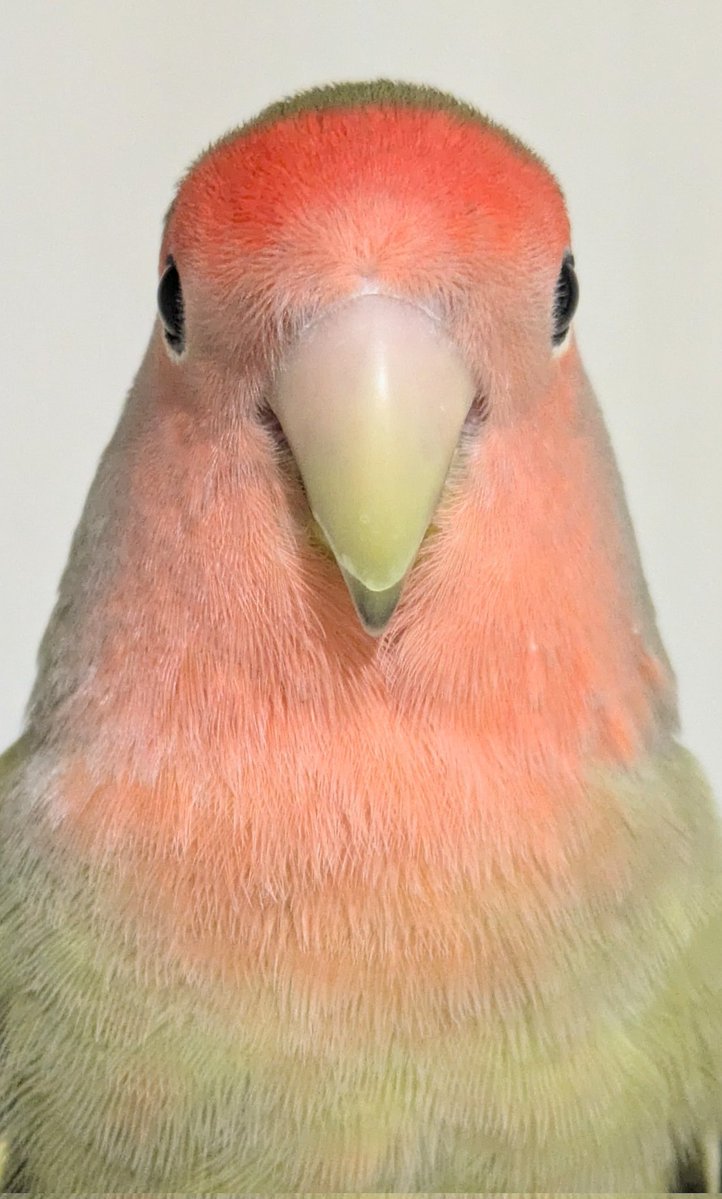 kazuさま確認ページ♡ カードガチャ キラキラサマーコレクション2025 ｜ Z/X - Zillions of