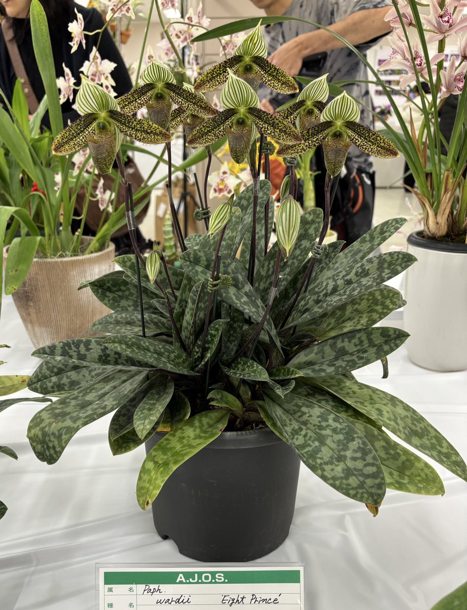 蘭展、展示も販売も良かった。