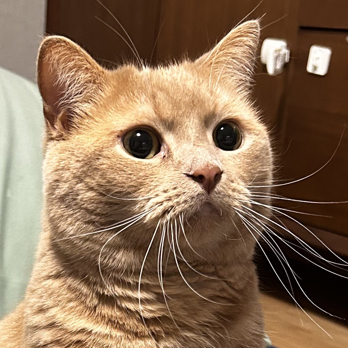 cat_unio's tweet photo. https://t.co/qeFLEQNcL3