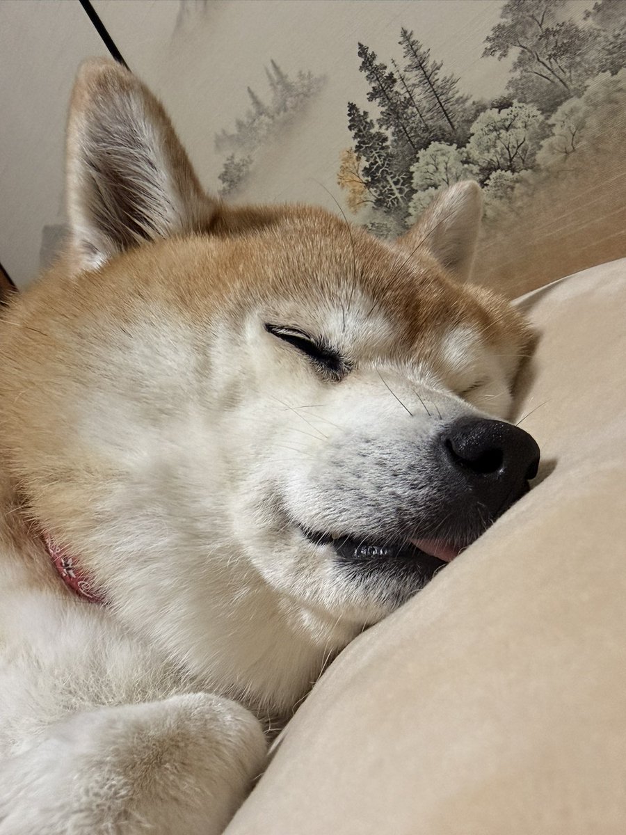 ☆柴犬タップ☆ (@tapzou1115) / Posts and Replies / X