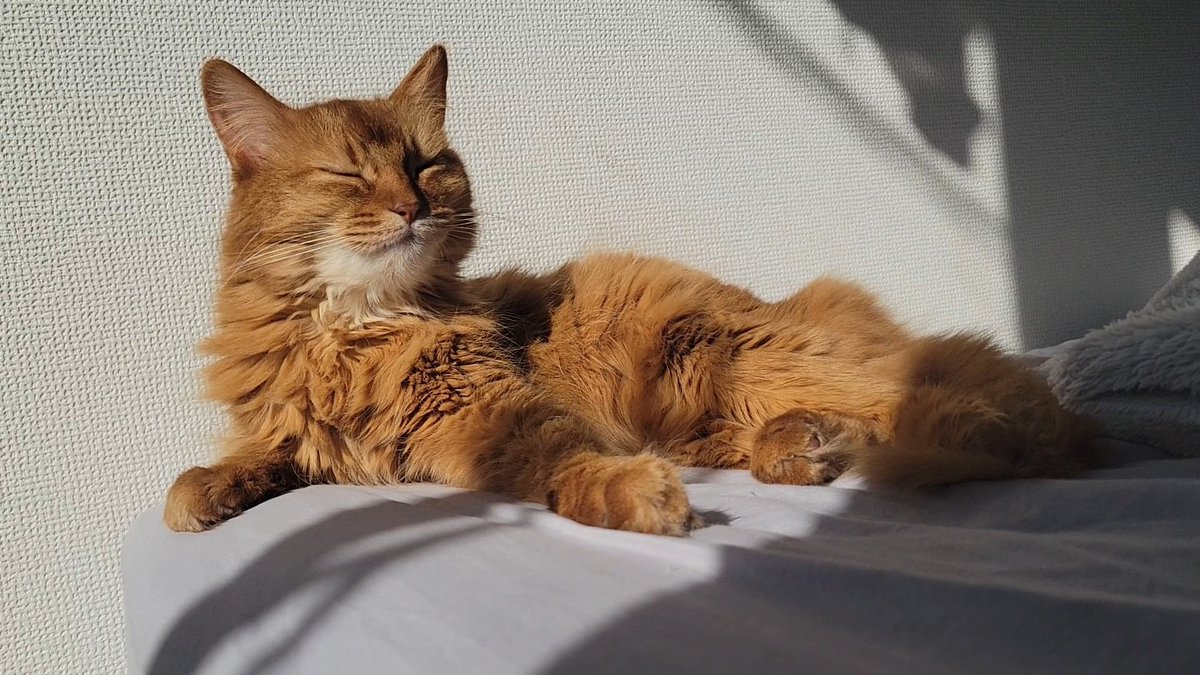 しぴこめᓚᘏᗢ (@chipie0826) / Highlights / X