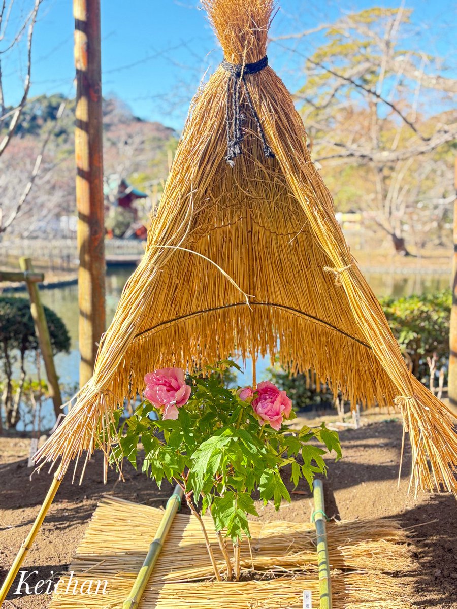 けいちゃんページ けいちゃん (@k1222_keichan) / Posts / X