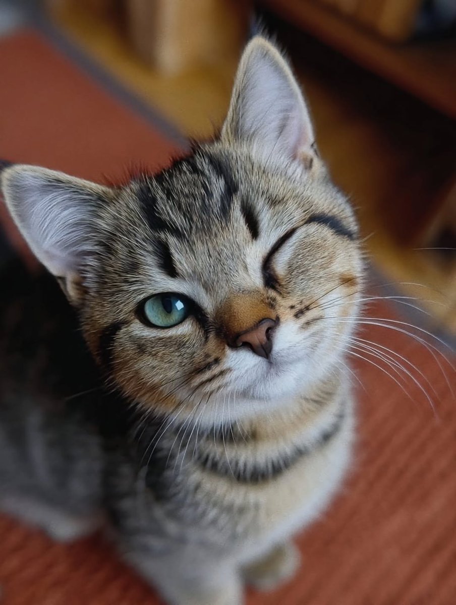 OnlyCatsTop's tweet image. 