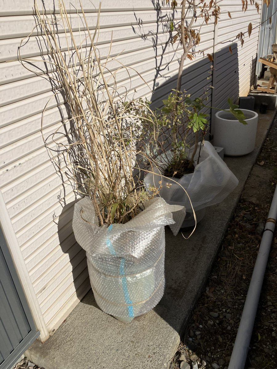 ミルク倉庫ザココナッツ tweet media